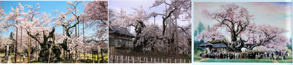 神代桜