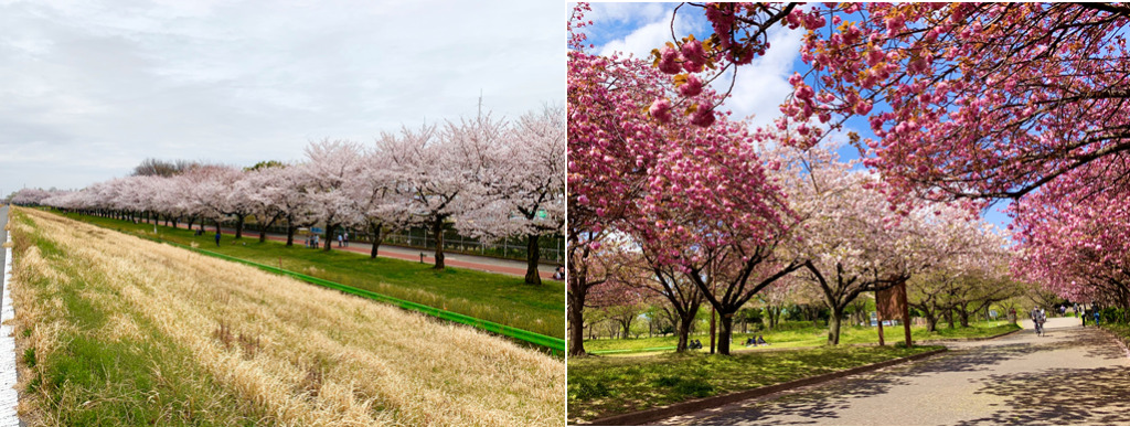 川越水上公園　ソメイヨシノと八重桜