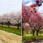 川越水上公園　ソメイヨシノと八重桜