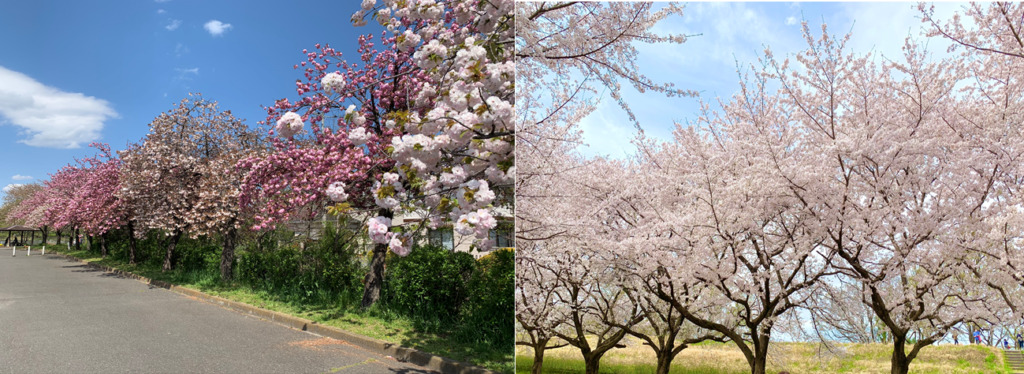 川越　桜