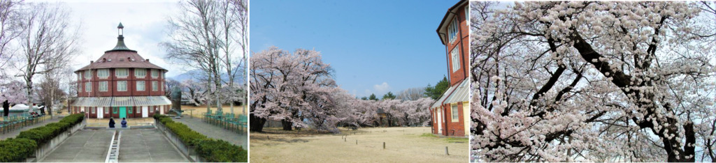 清春芸術村の桜