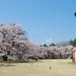 清春芸術村の桜