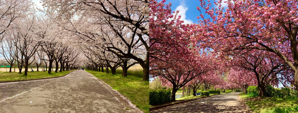 川越 桜