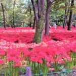 巾着田の曼殊沙華