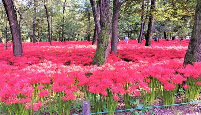巾着田の曼殊沙華