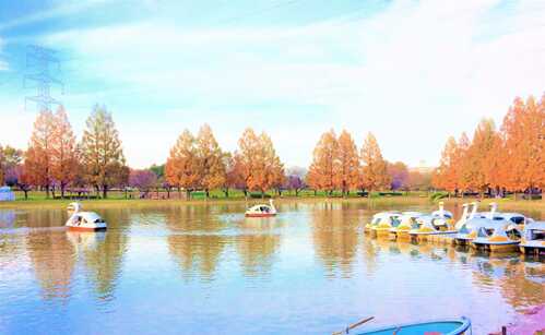 川越水上公園の紅葉