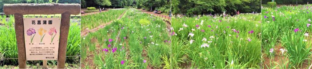 智光山公園