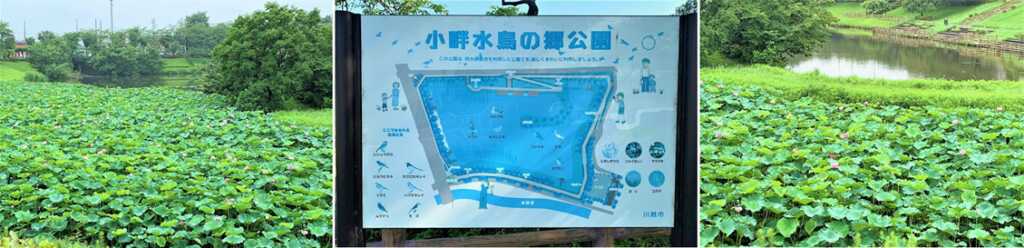小畔水鳥の郷公園の蓮