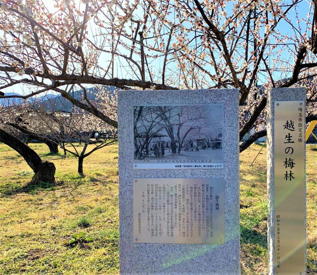 越生