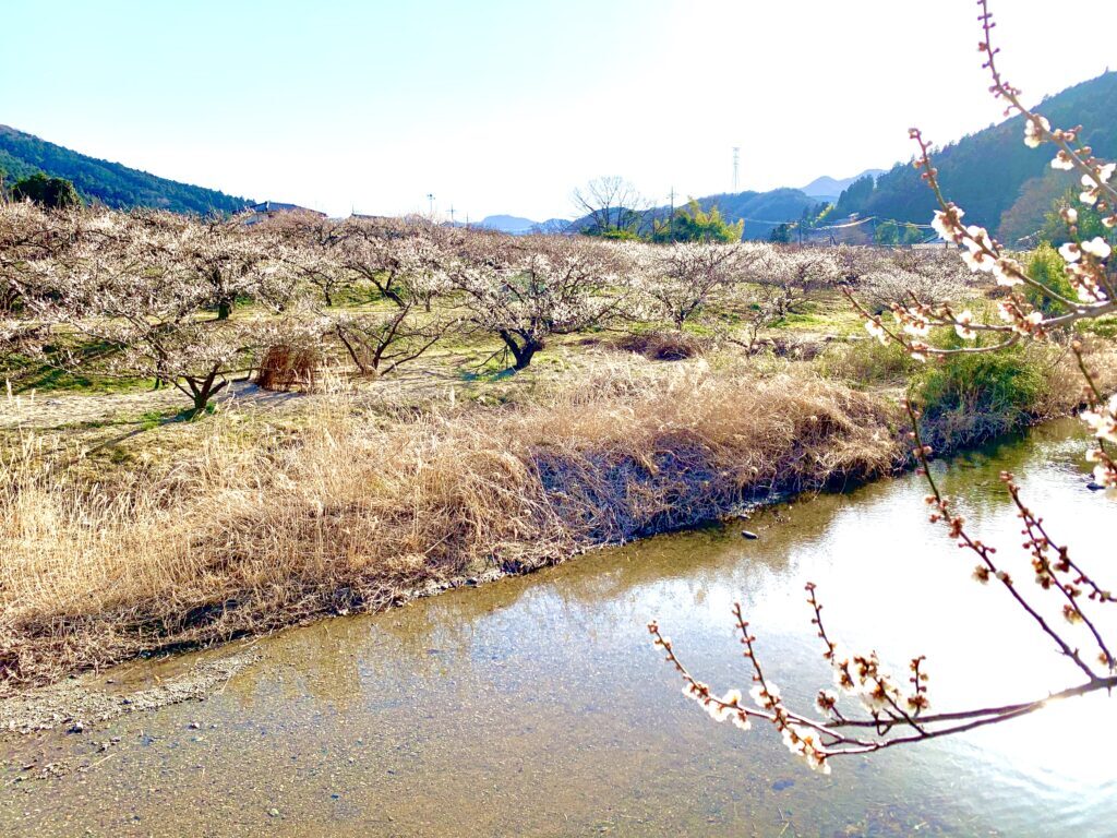 越生