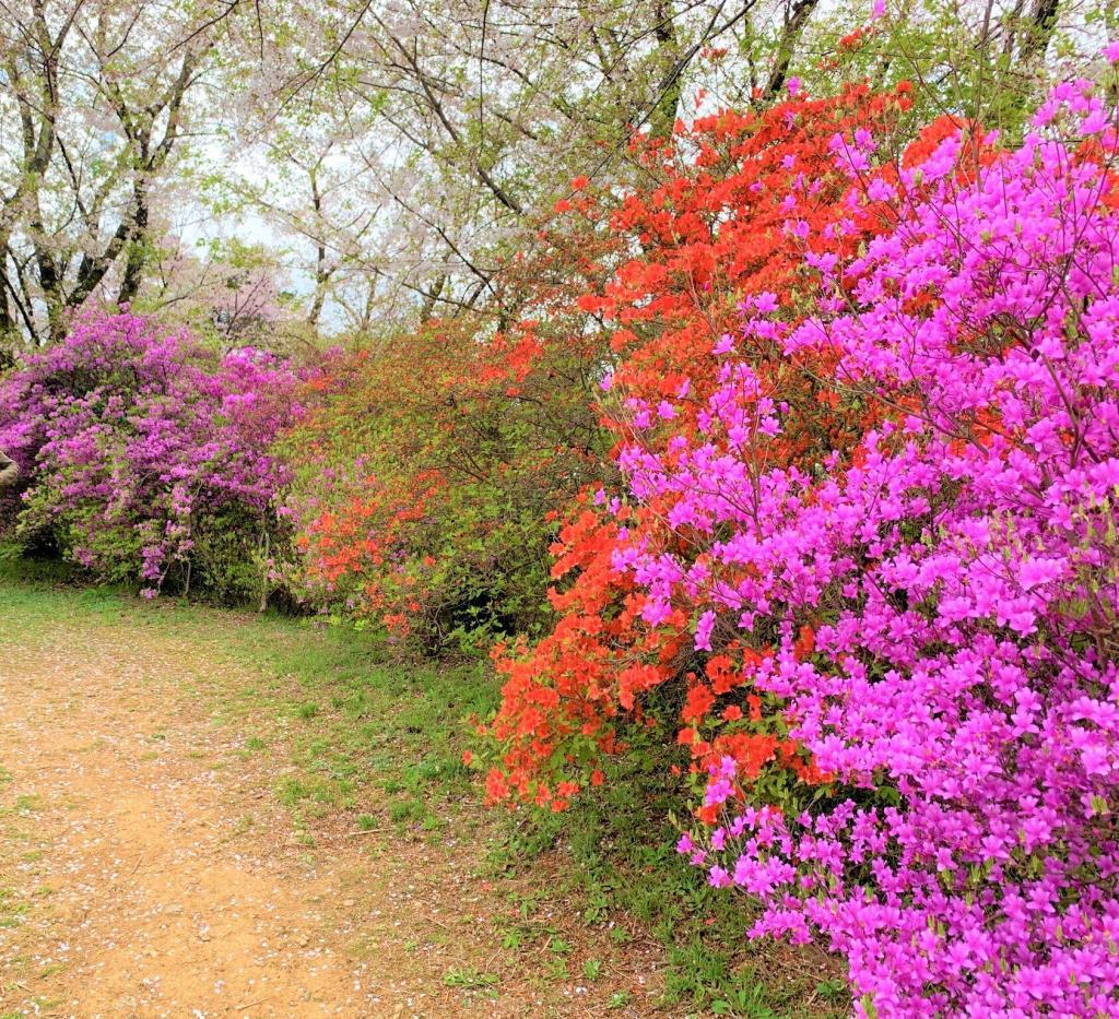 物見山公園