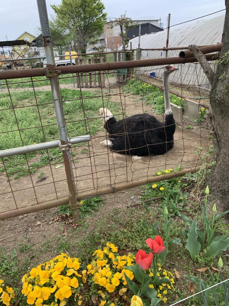 ダチョウ