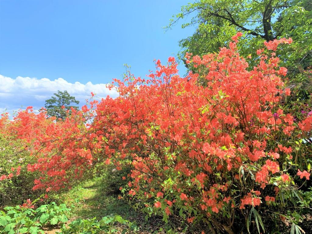 物見山公園