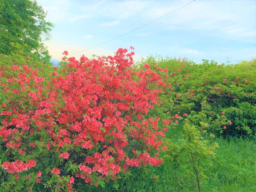 稲荷山公園