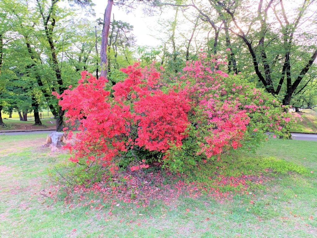 稲荷山公園