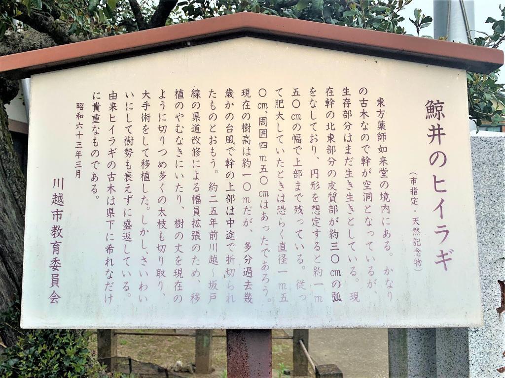 ヒイラギ