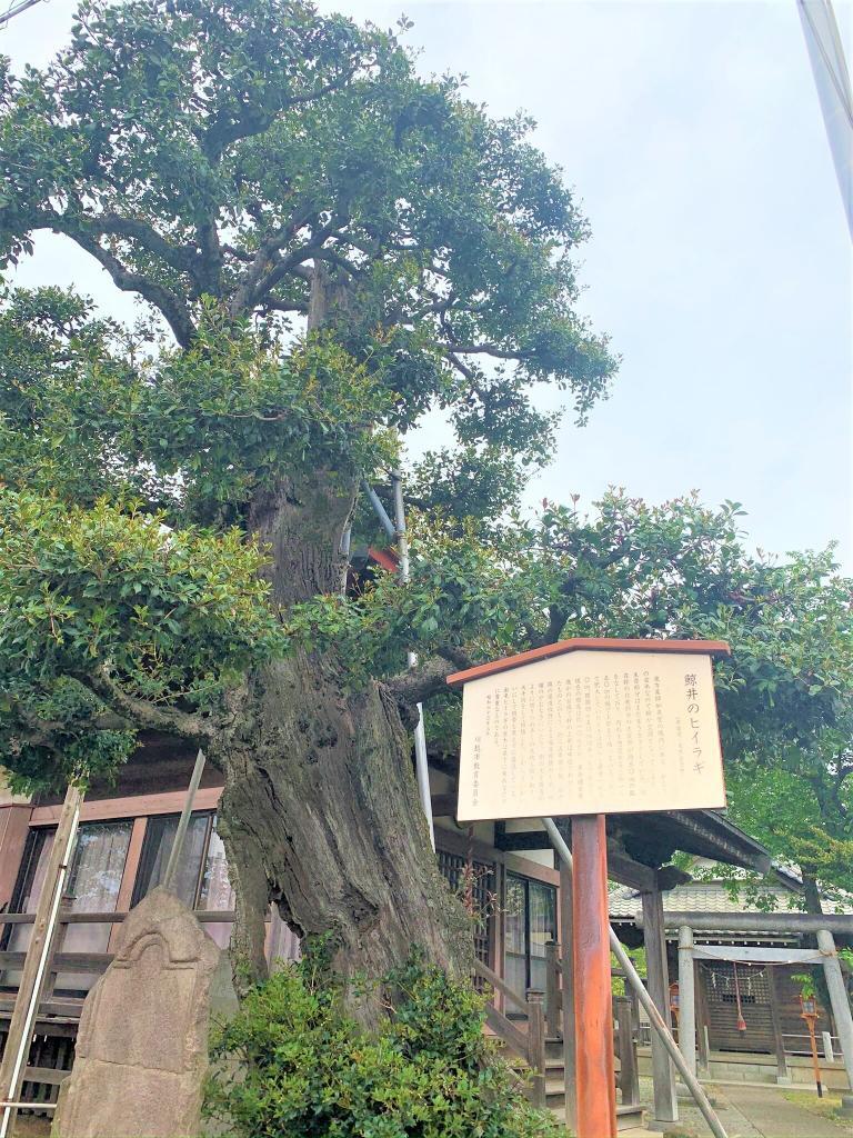 ヒイラギ