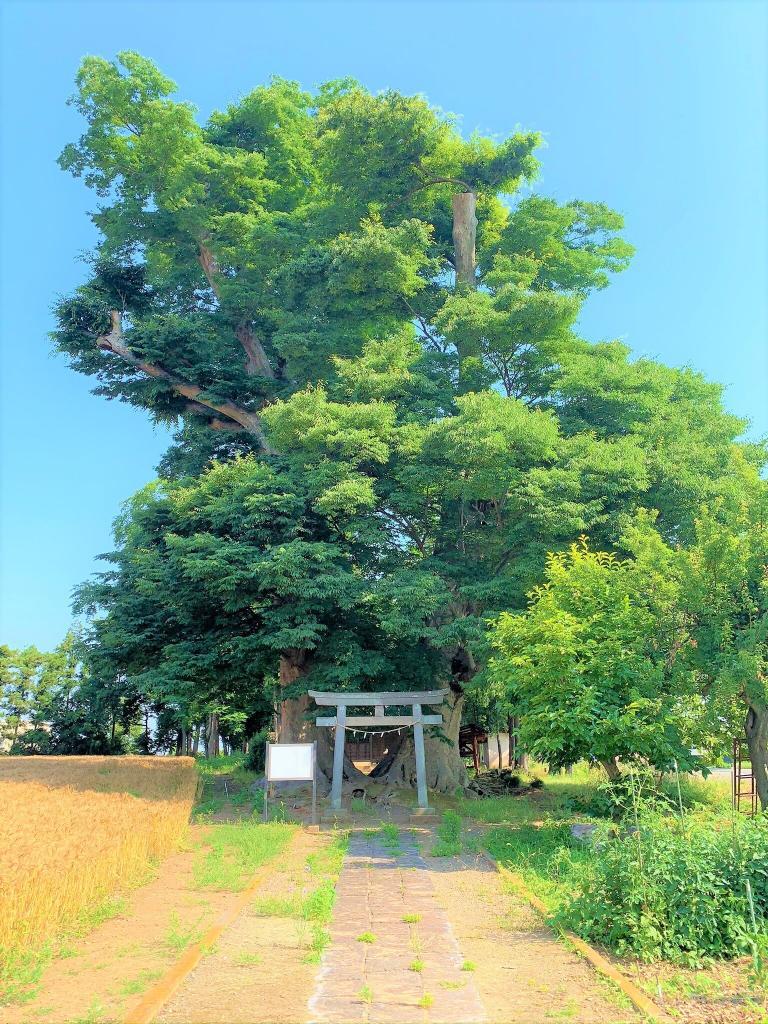 大けやき