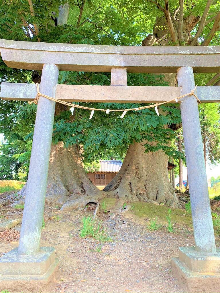 大けやき