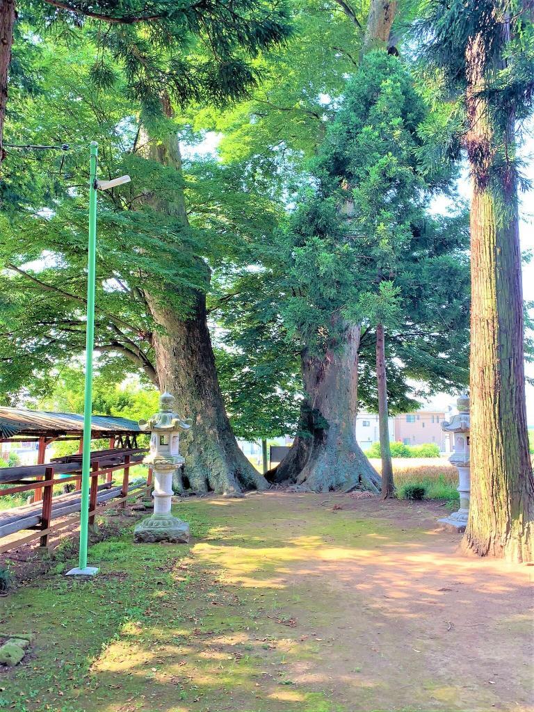 大けやき