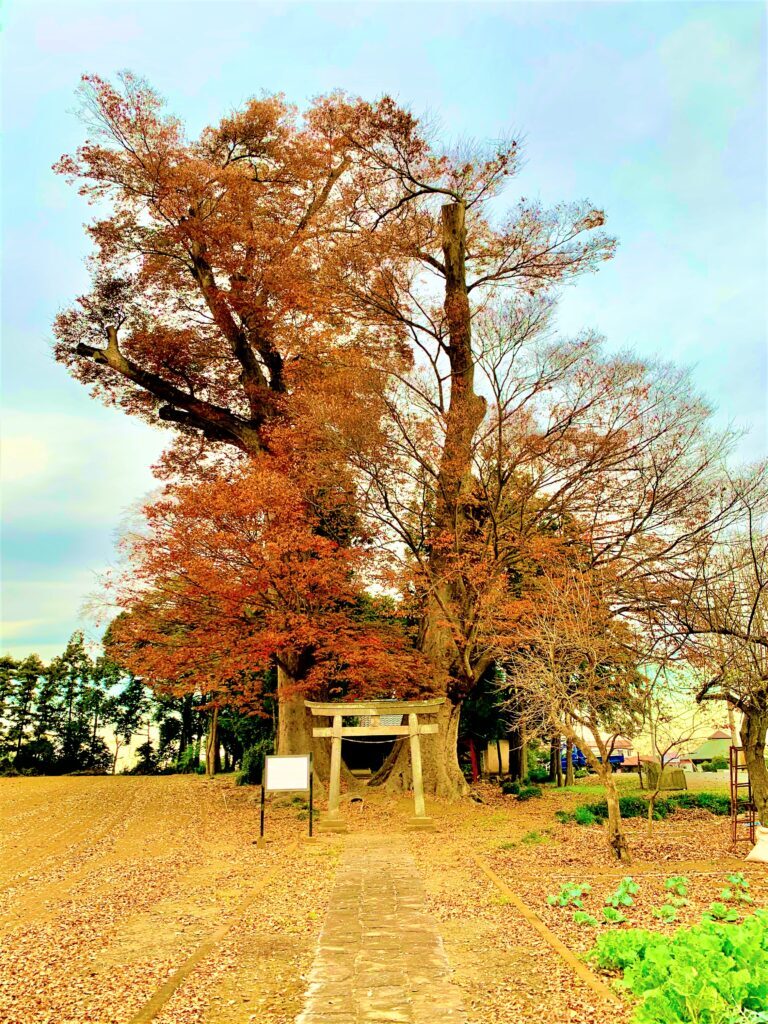 大けやき
