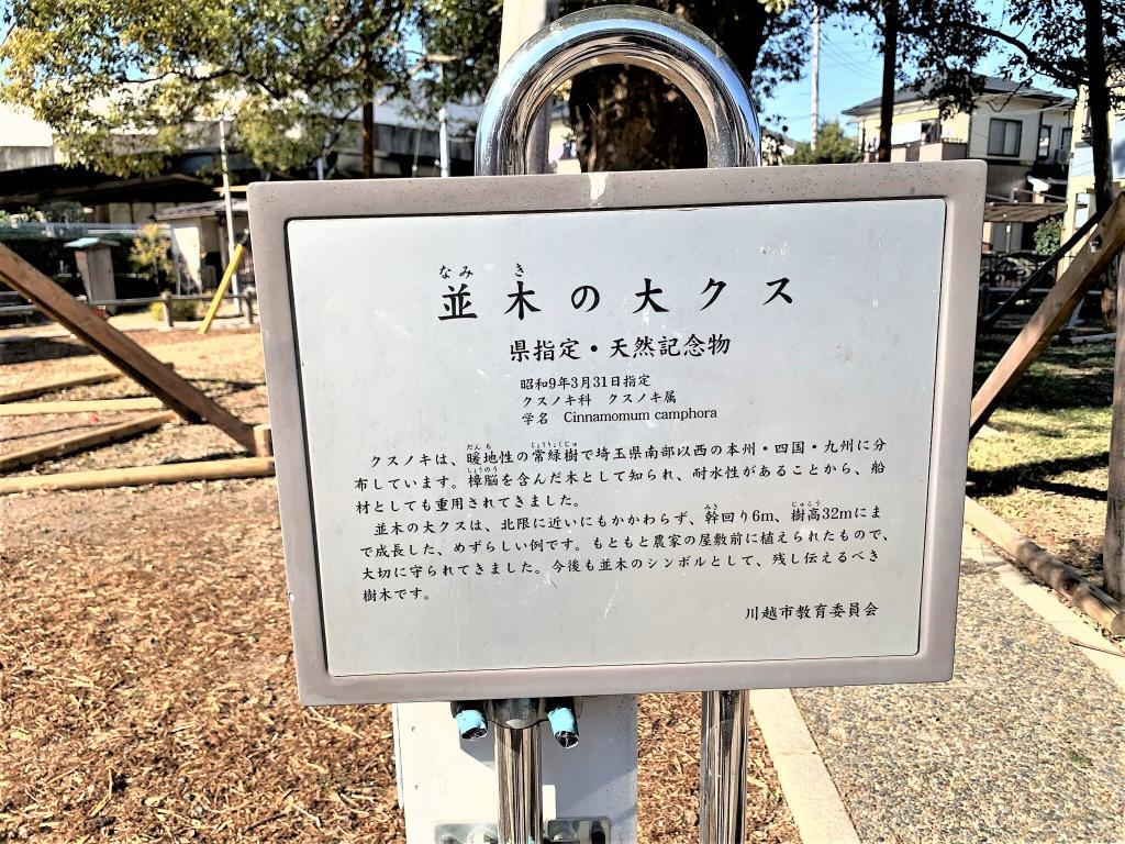 大クス