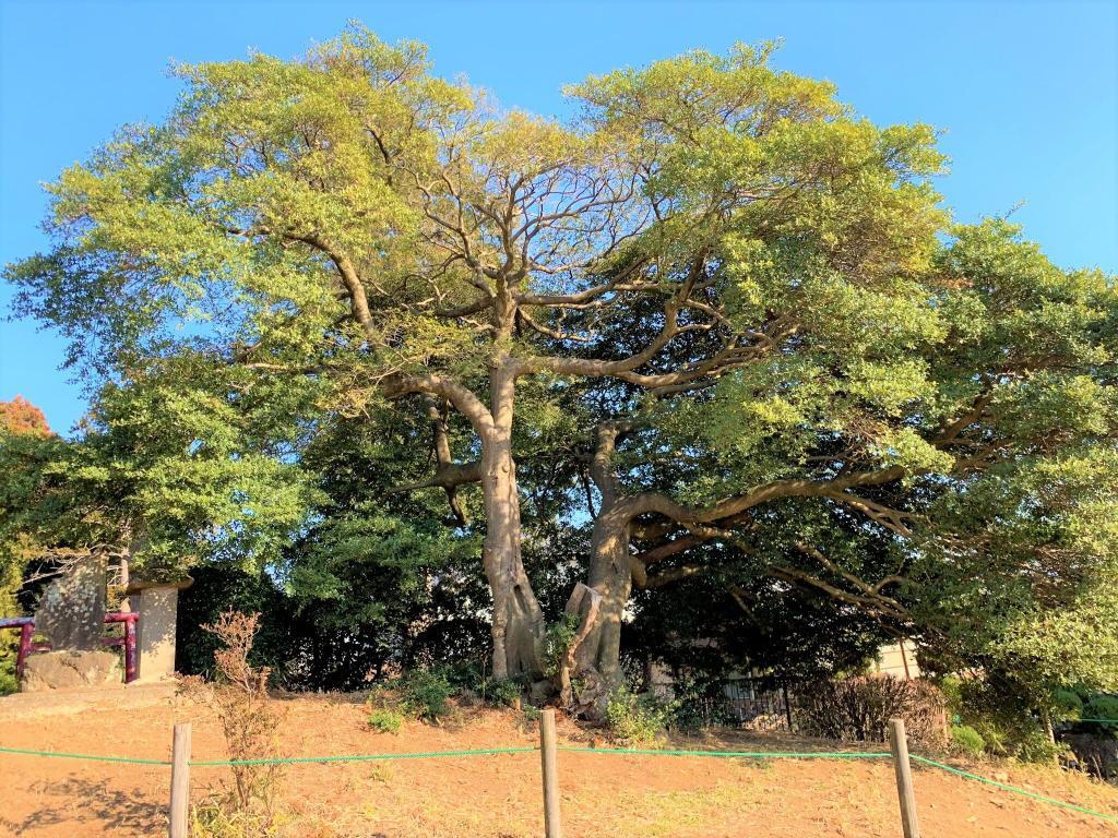 砂氷川神社