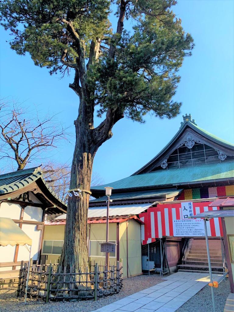 喜多院ご神木