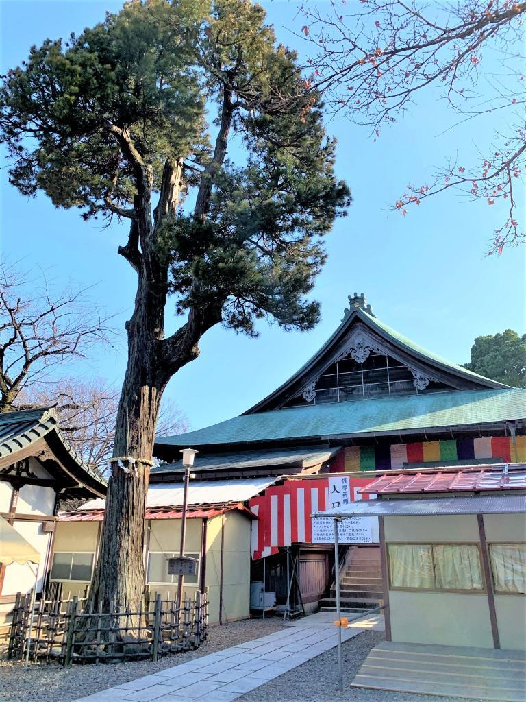 喜多院ご神木