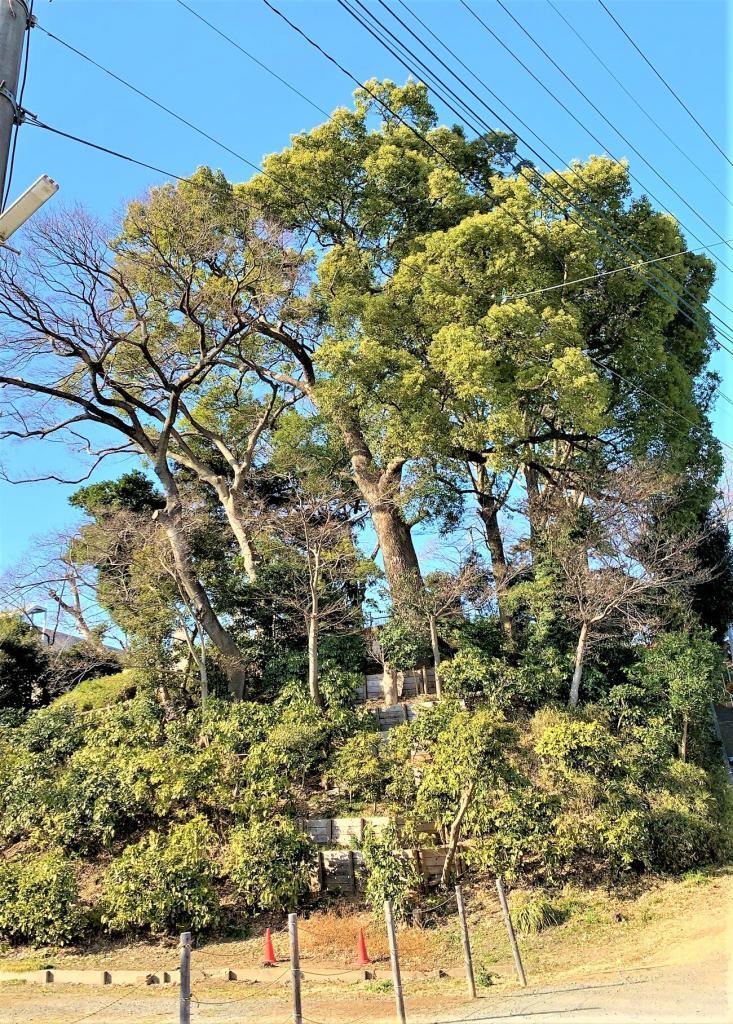 大木