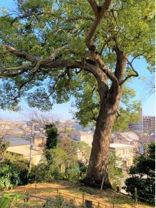 大木　川越城富士見櫓