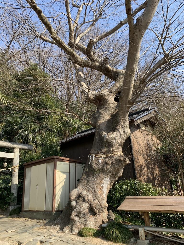吉見