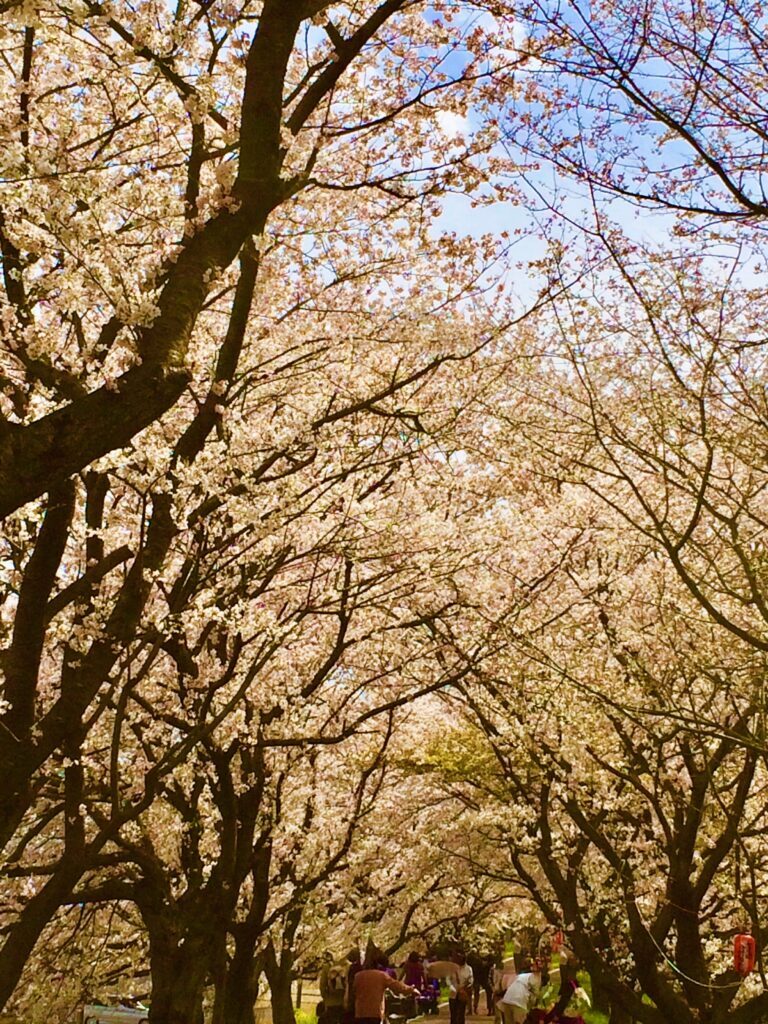 川越 桜