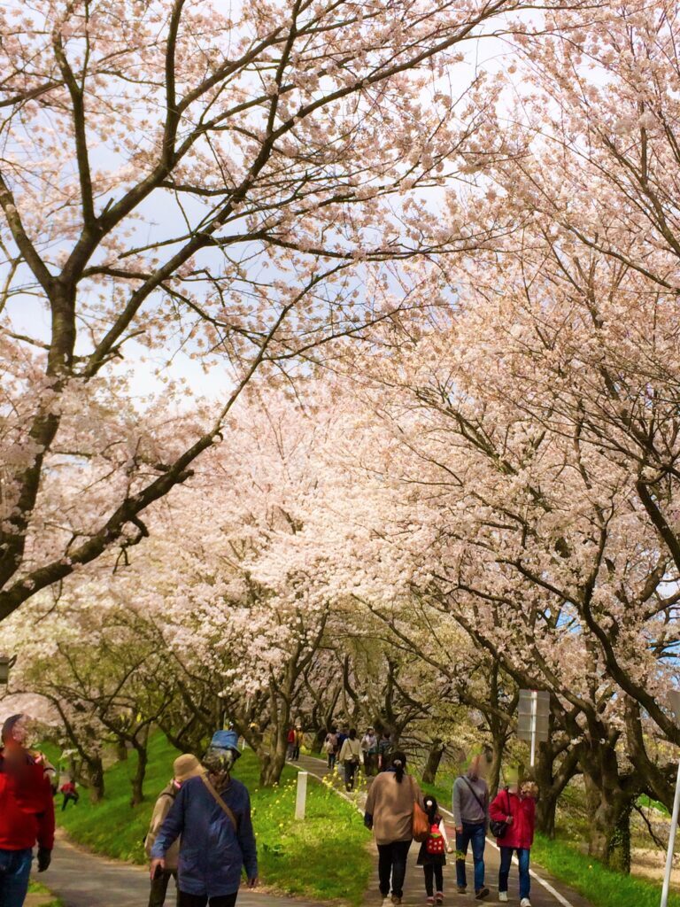 川越 桜
