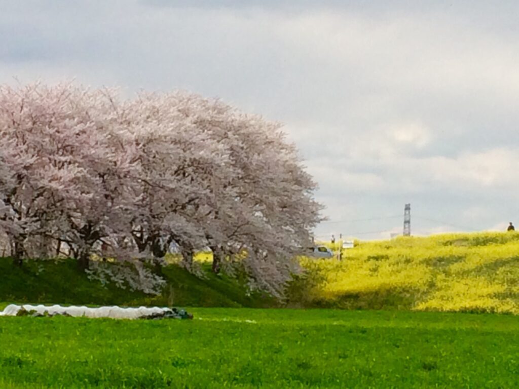 川越 桜