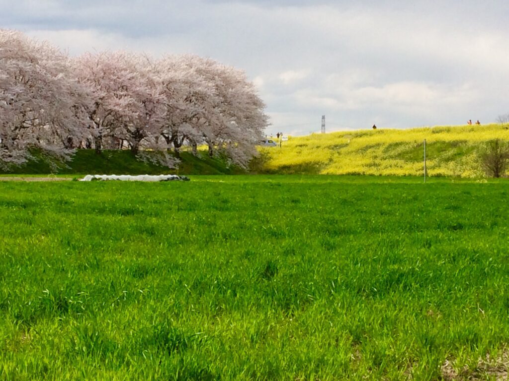 川越 桜