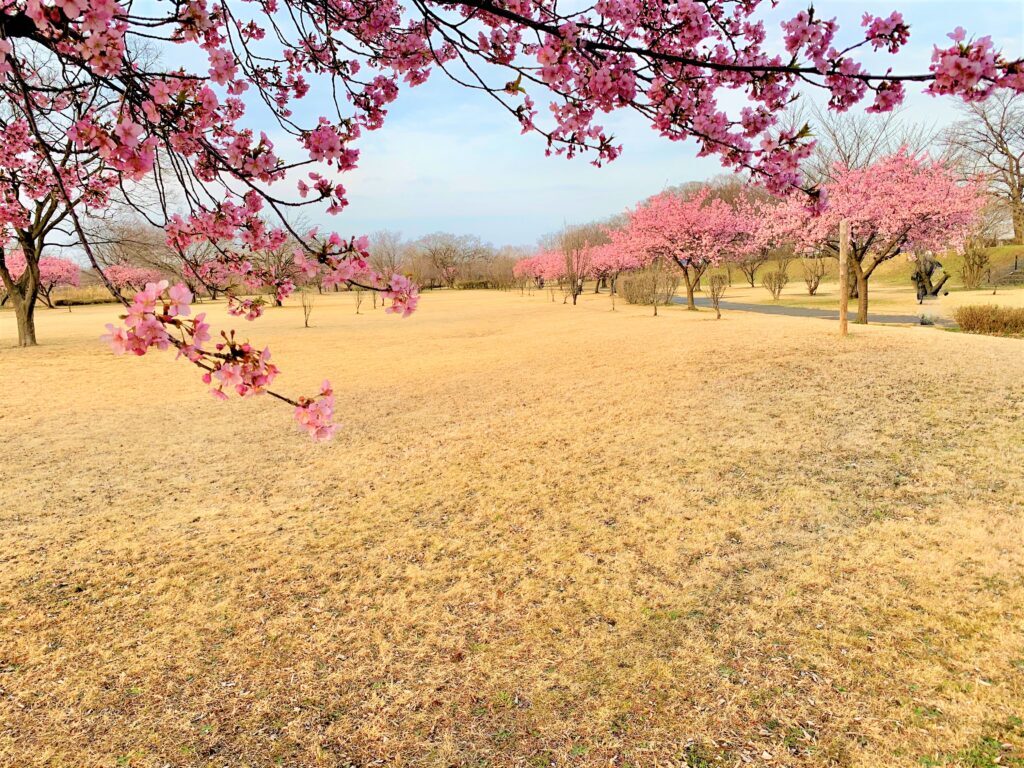 川越　桜