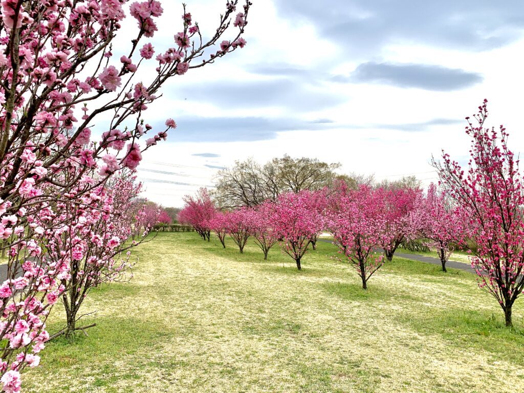 川越　桜