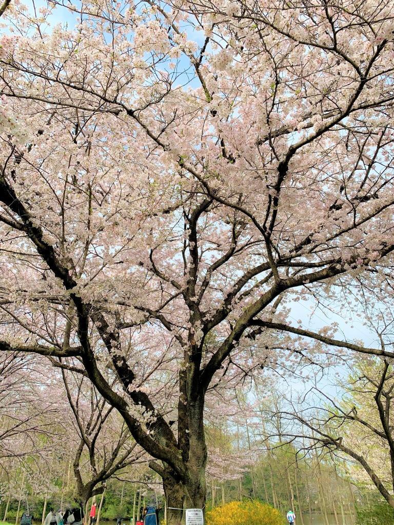 川越　桜
