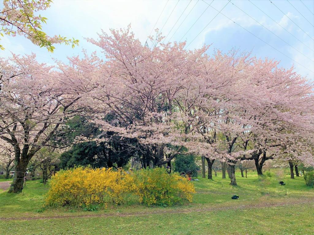 川越　桜