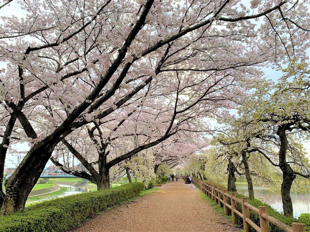 川越 桜