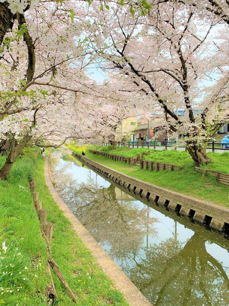 川越　桜