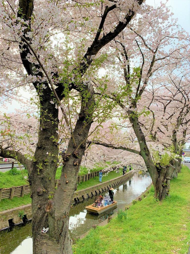 川越　桜