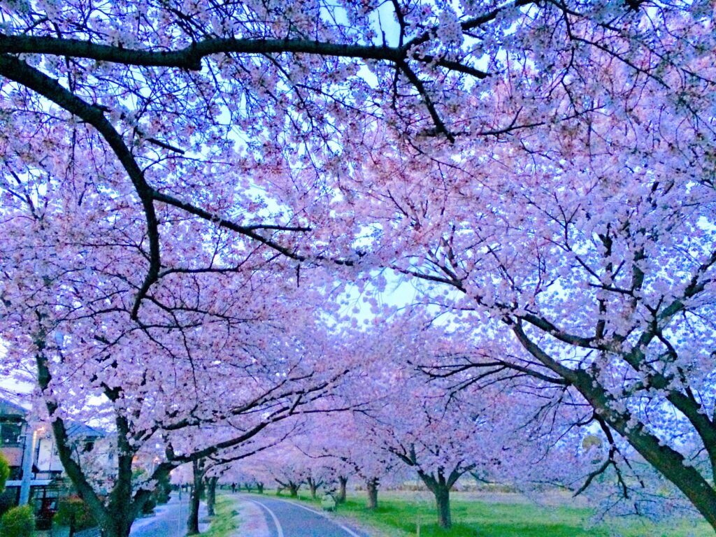 川越　桜