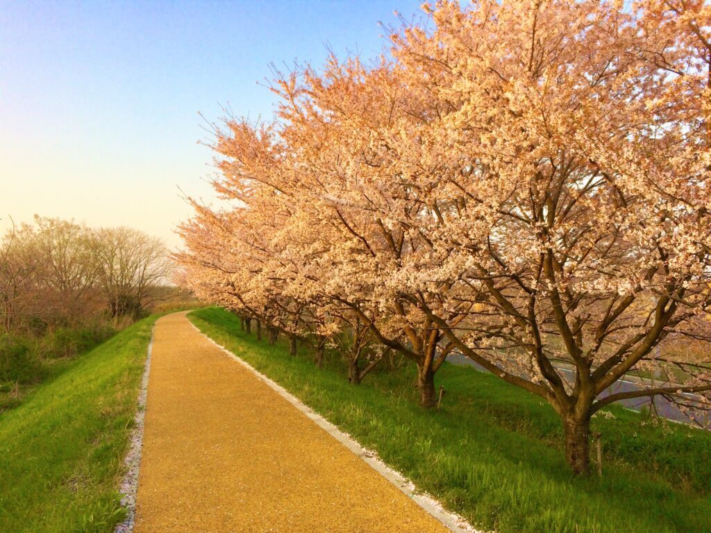 川越　桜