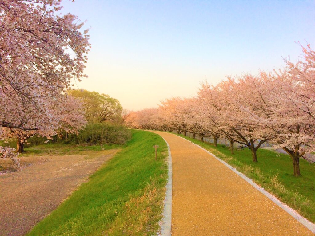 川越　桜