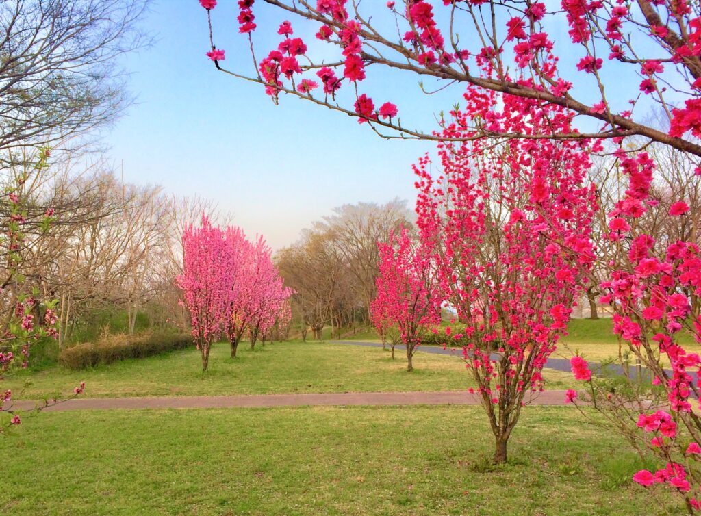 川越　桜