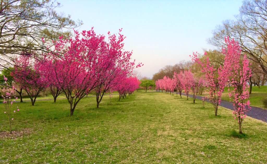 川越　桜