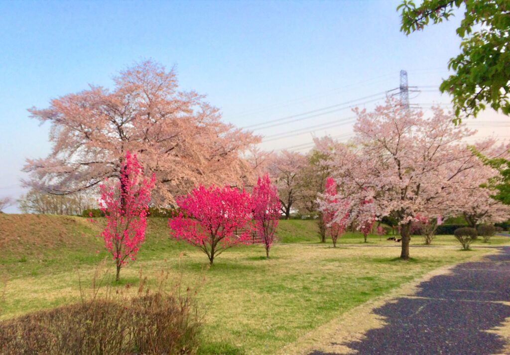川越　桜