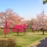 川越　桜